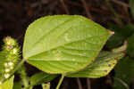 Cuban copperleaf